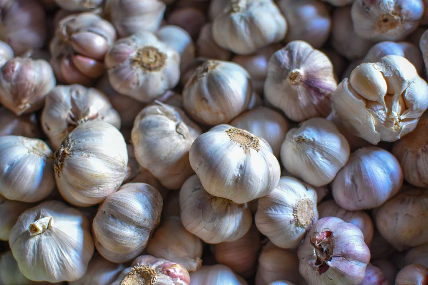 garlic-2000-2e541581f54c4269b0f40ad33e97293c