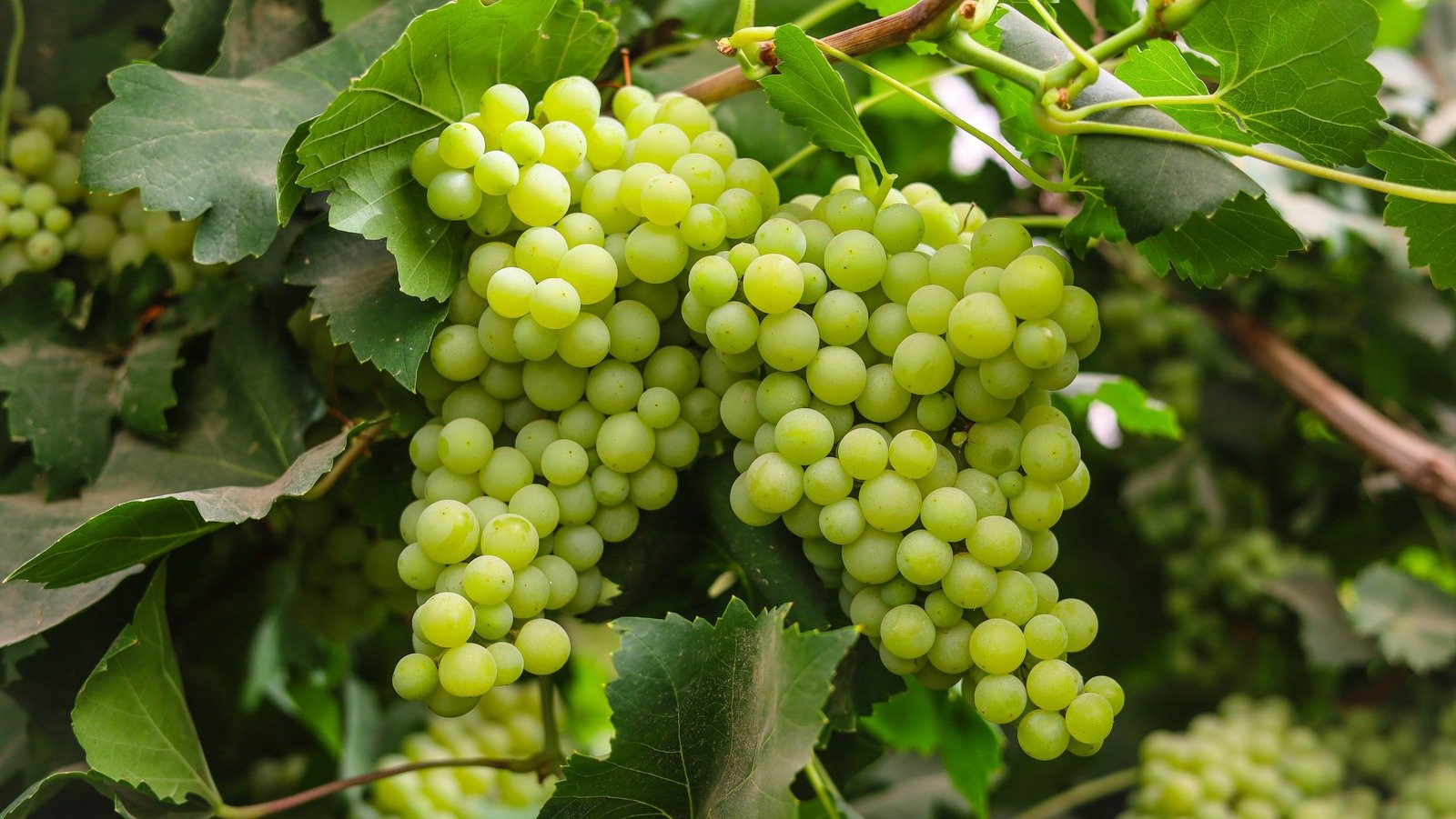 Close,Up,Of,Grapes,Hanging,On,Branch.,Hanging,Grapes.,Grape